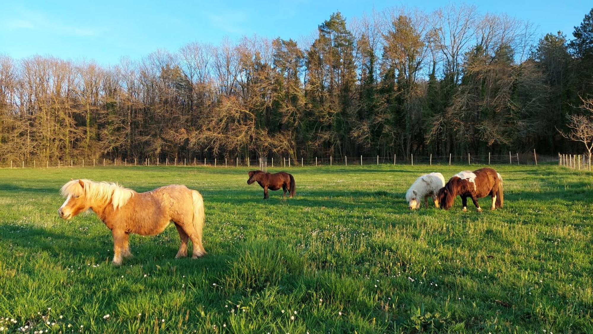 Ferme Des Petites Oreilles 4 Etoiles Montignac-Lascaux Bagian luar foto