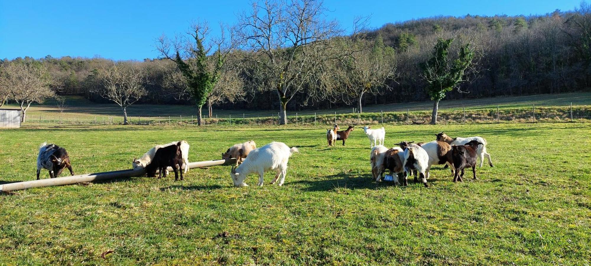 Ferme Des Petites Oreilles 4 Etoiles Montignac-Lascaux Bagian luar foto