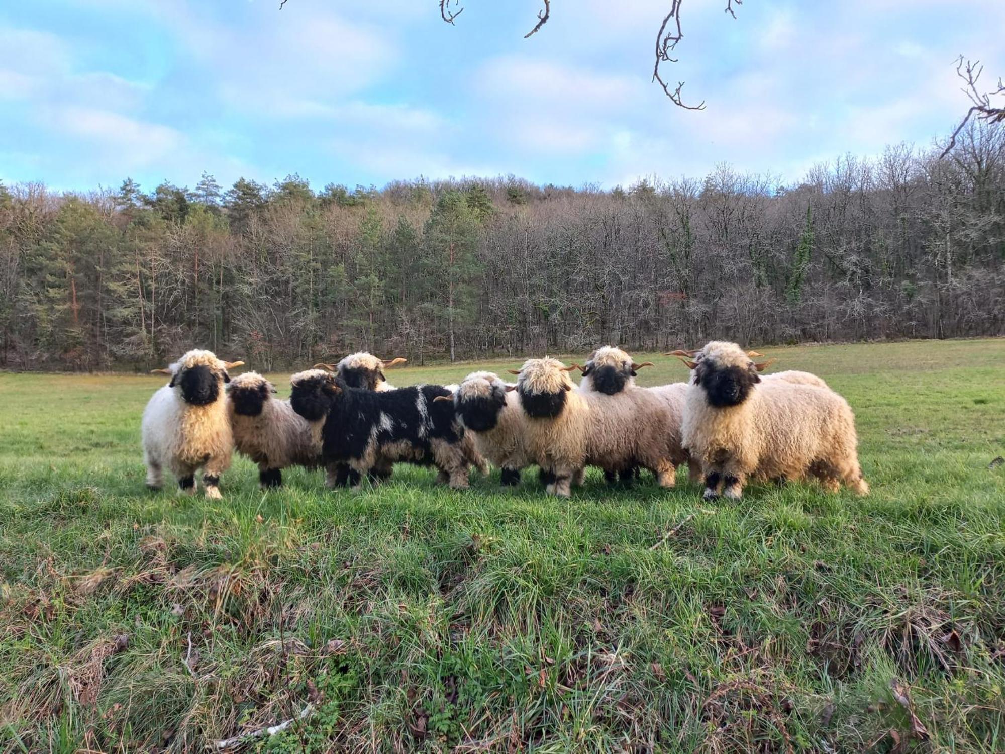 Ferme Des Petites Oreilles 4 Etoiles Montignac-Lascaux Bagian luar foto